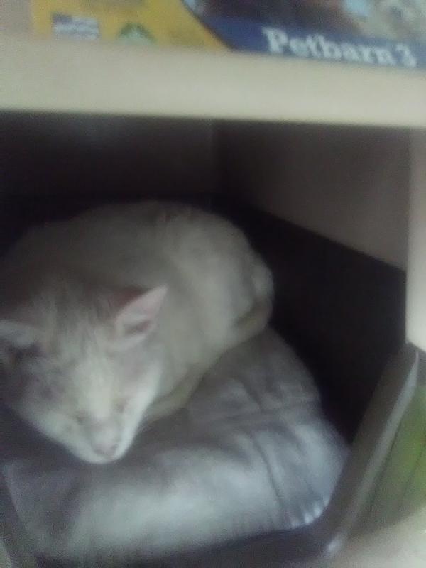 "Community Cat" not so cold and lonely anymore.