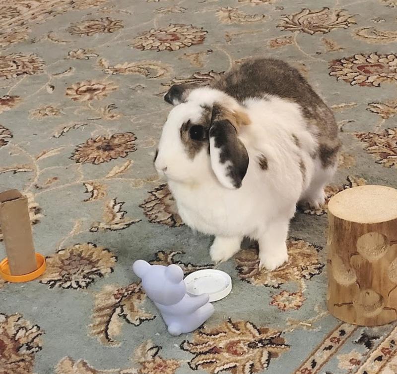 Bunny Playing, and eating Tropical Carnival Peas and Carrots Treats