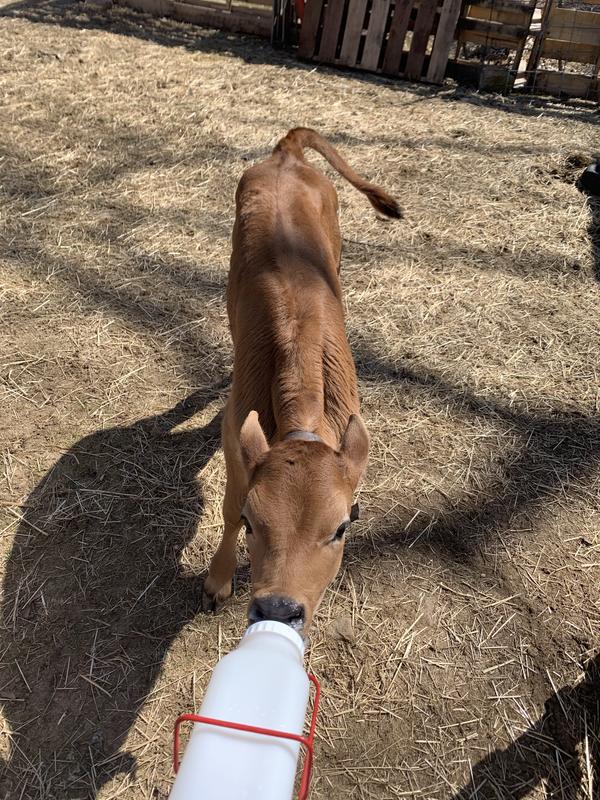 I can do other chores while calves are eating.