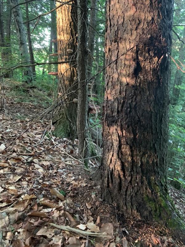 I don't have the collar anymore, so this is a picture of the woods. The collar is out there somwhere.