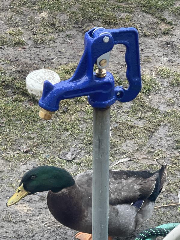 Duck inspected and approved