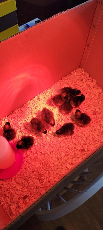 Baddard rock baby chicks