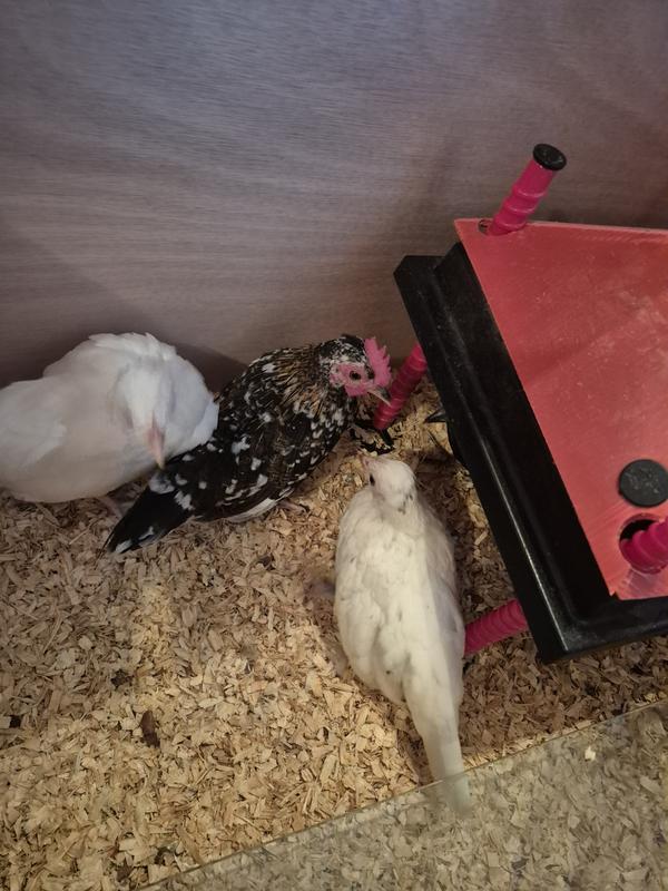 Clucking a long