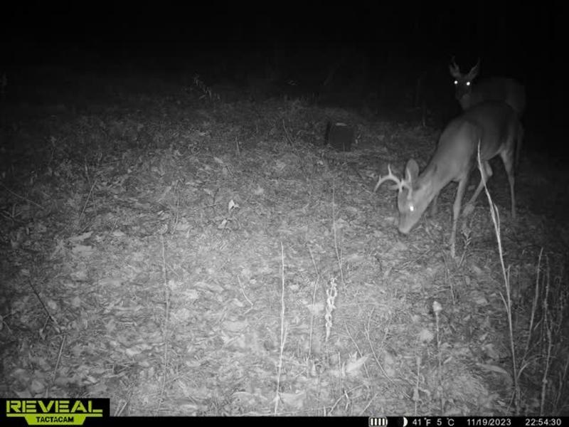 20 second buck