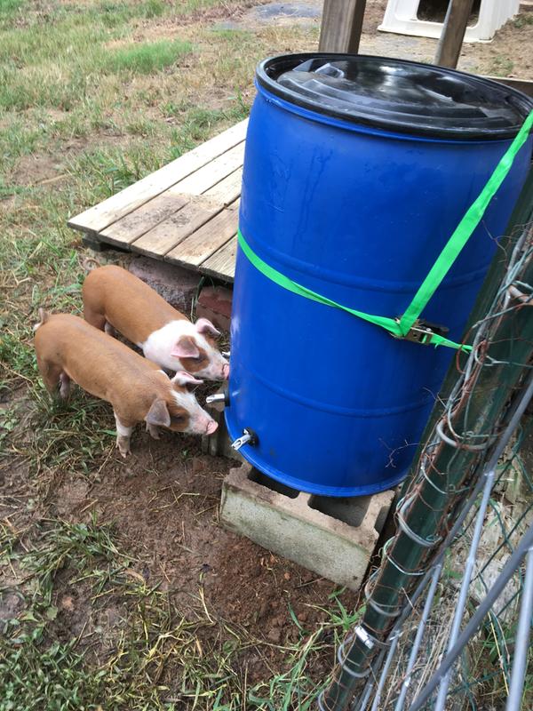 3 fittings and pig nipples on a 55gal barrel