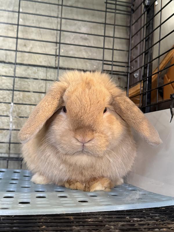 Bunny boarding with us
