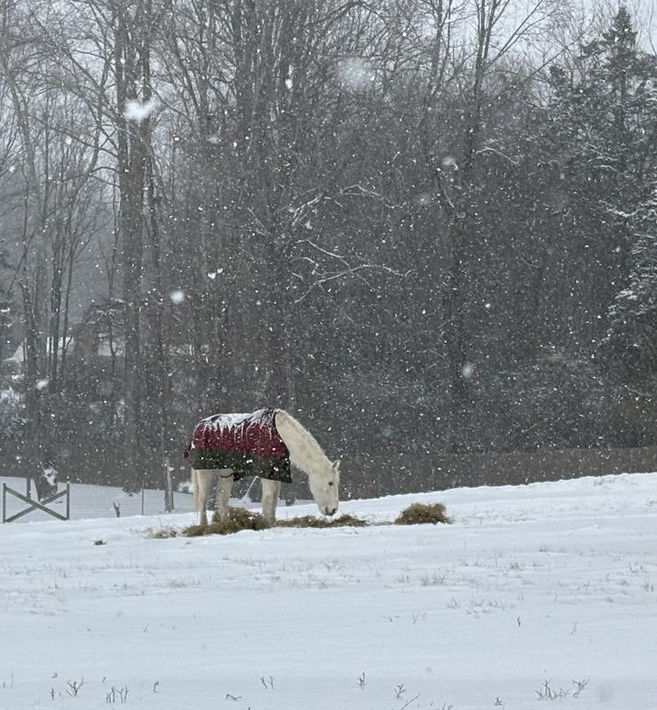 Very fresh product, they love it and enjoy a nap often after they have their compressed bale!