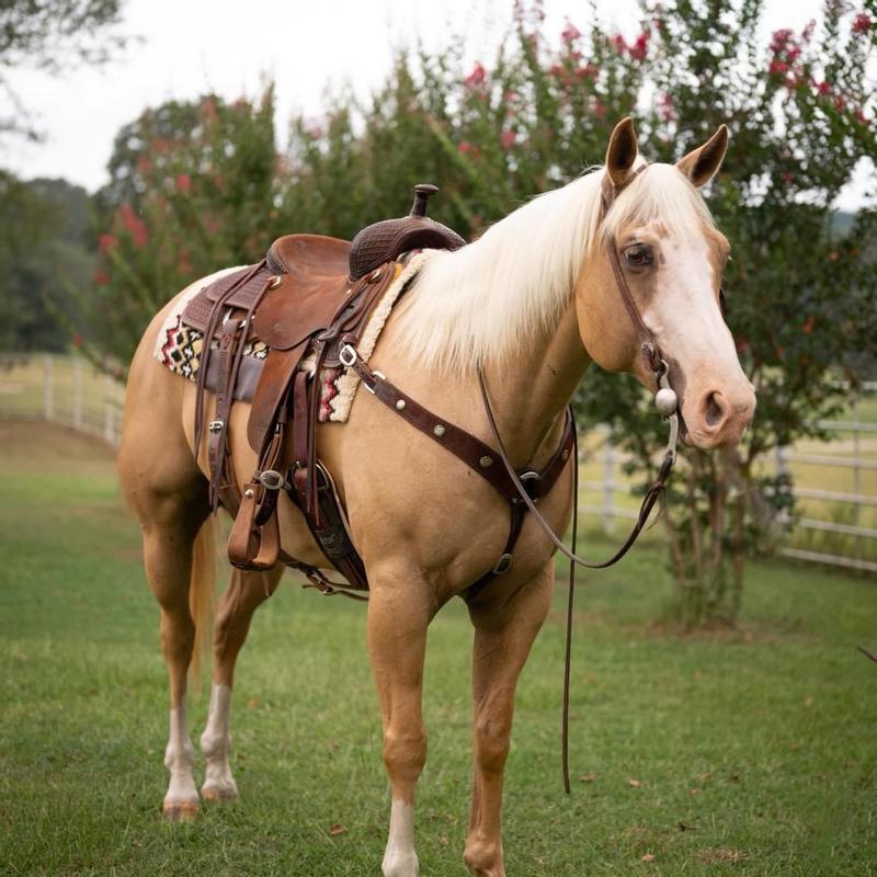 My horse after using this shampoo