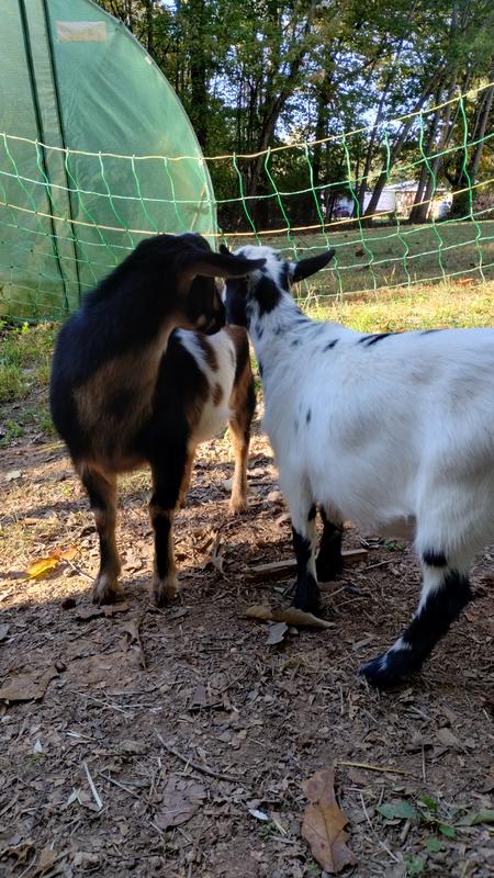 Our goat standing and able to lift her neck, back to her old self.