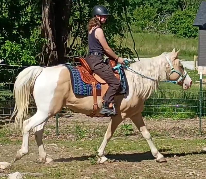 Shown on a 15.1 hand foxtrotter with a short back.