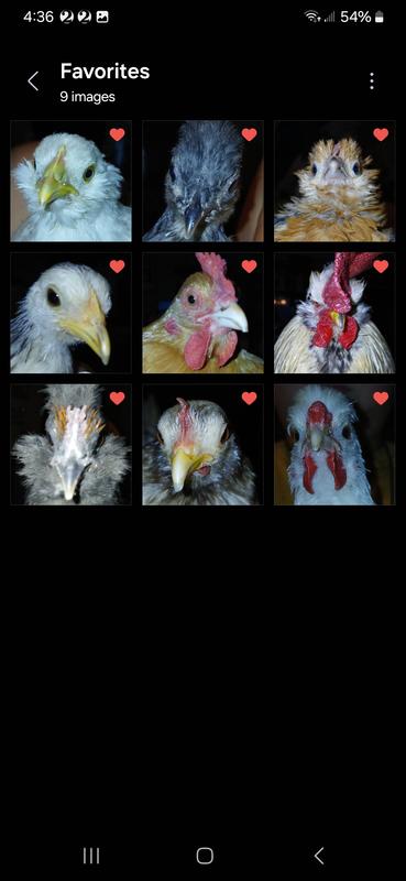 Our flock lol