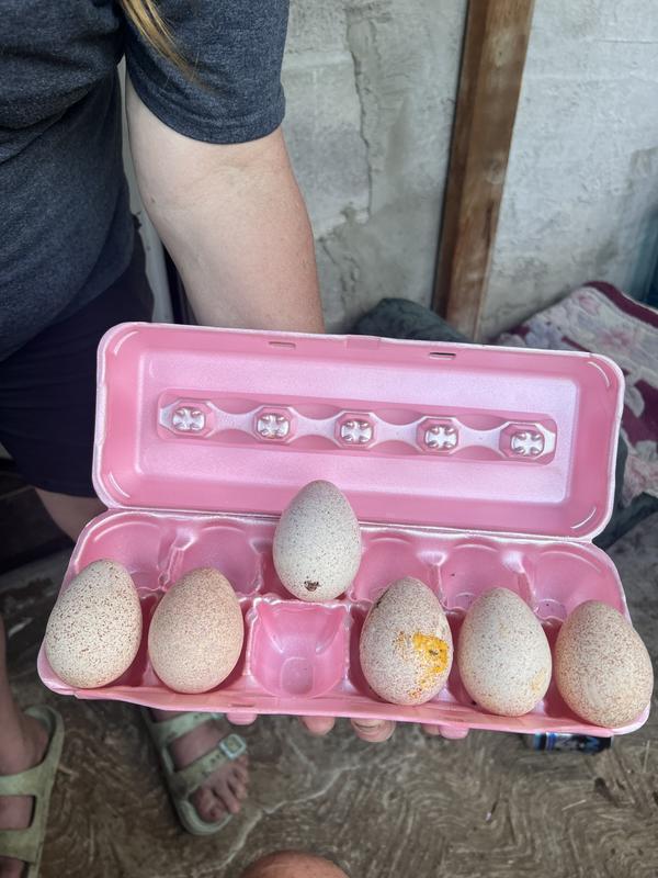 Went from leather eggs to shelled eggs as I said so far so good