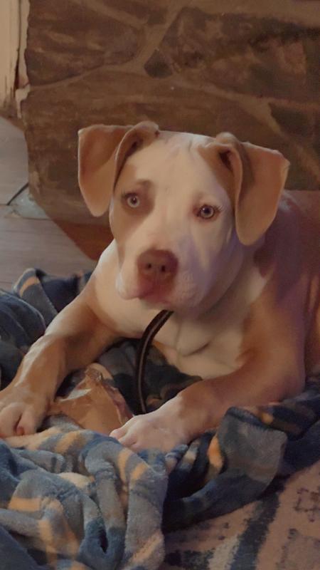 I will say…I did swap the original collars out because my dogs wrestle and play and would alway end up removing each others collars…so I just bought a belt clasp collar and drilled holes in it to add the black box to it! Works perfectly!