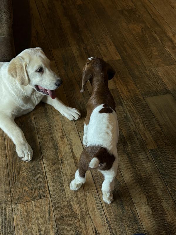 Kid currently on purina goat milk replacer