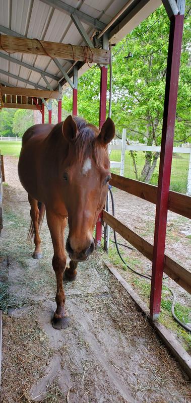 22-year-old OTTB, Cupid.