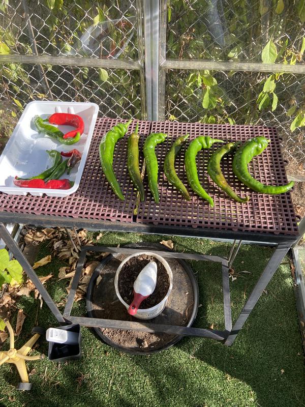 1/3 of the harvest from one plant in NEW HAMPSHIRE