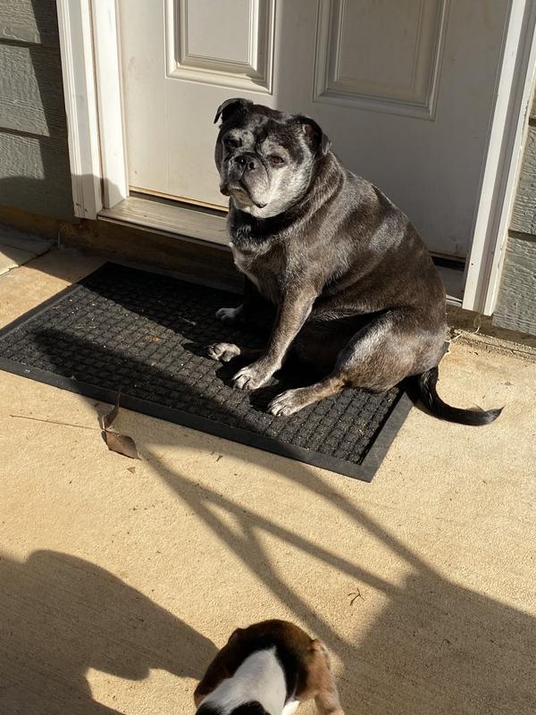 Gordo waiting to enter house