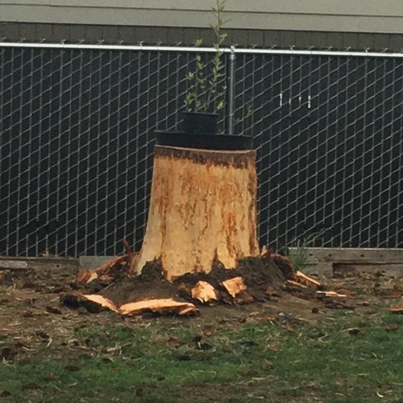 Peeled stump