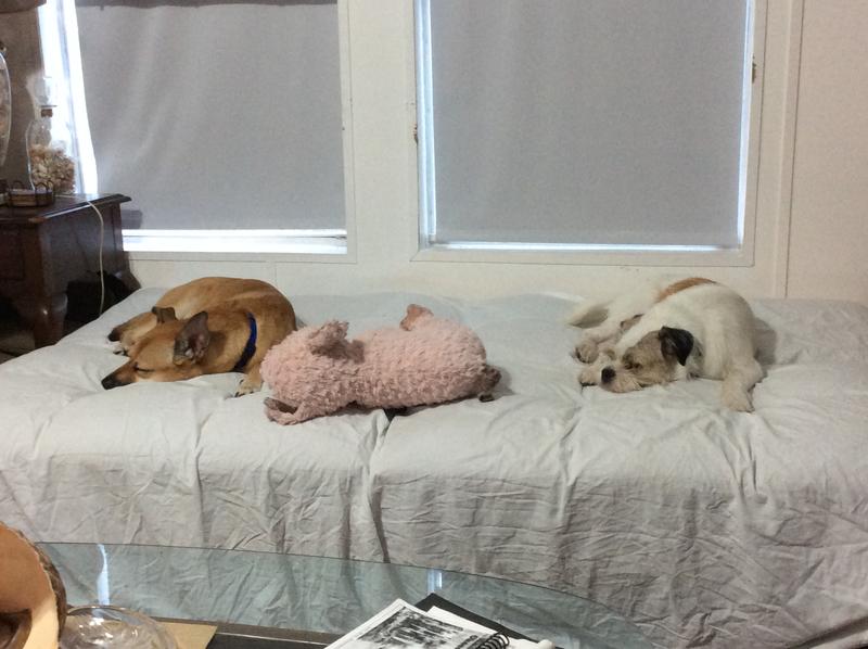 Happy dogs