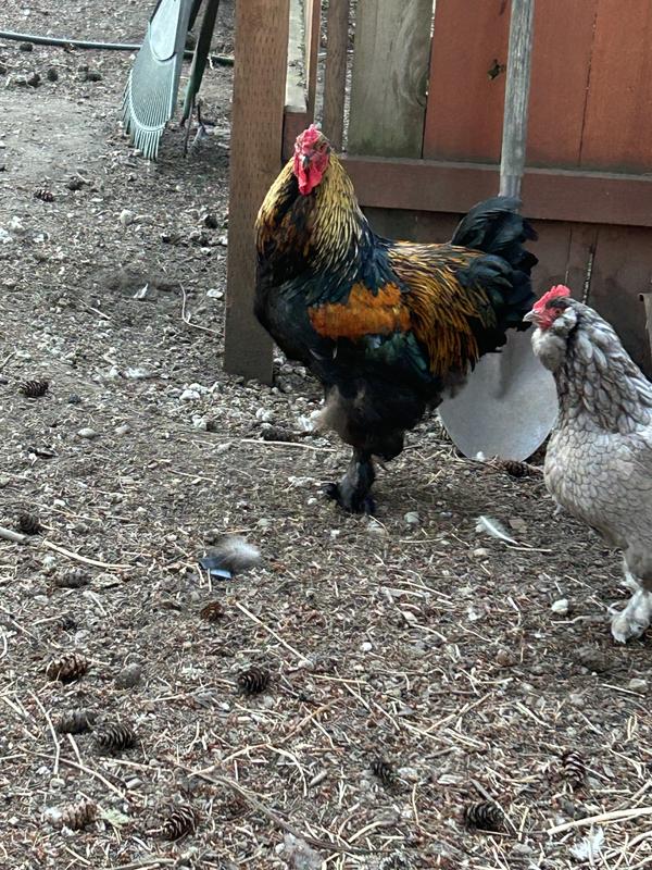 New rooster