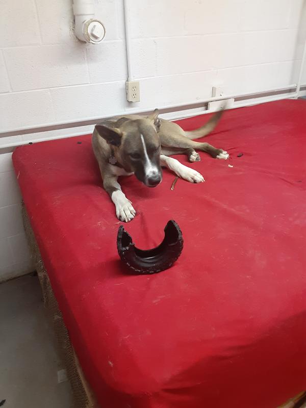 Growler and his TirebiterII