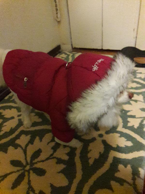 Gabbys toasty and stylish  in her new coat.