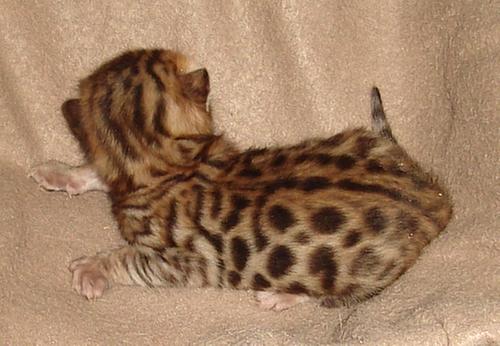 2019 Bengal kitten
