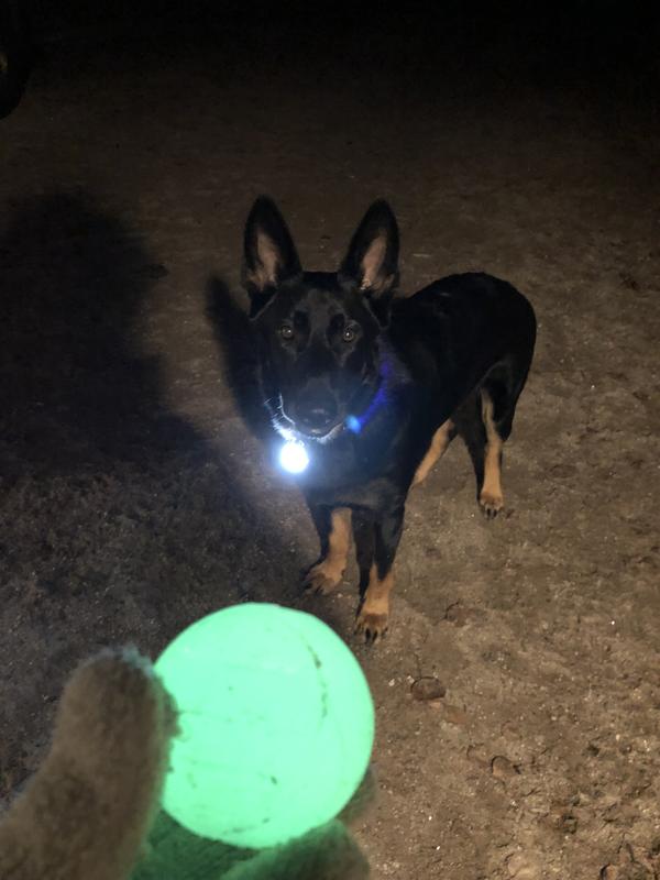 This is Loki, my German Shepard