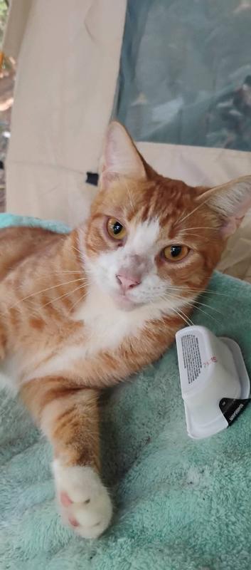 The adult cat looking at me on a blanket.