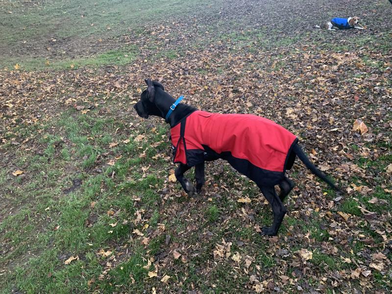 Dane Pup wearing an XL