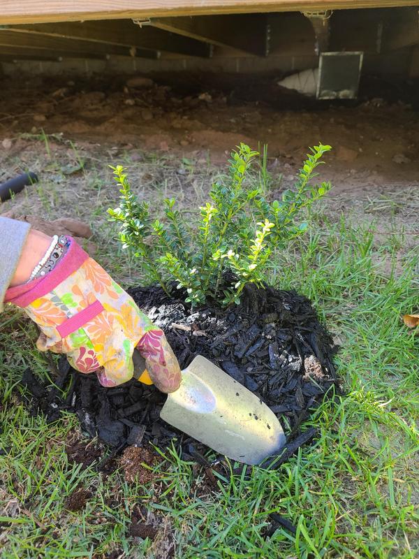 Replacing the tree remove from building our house