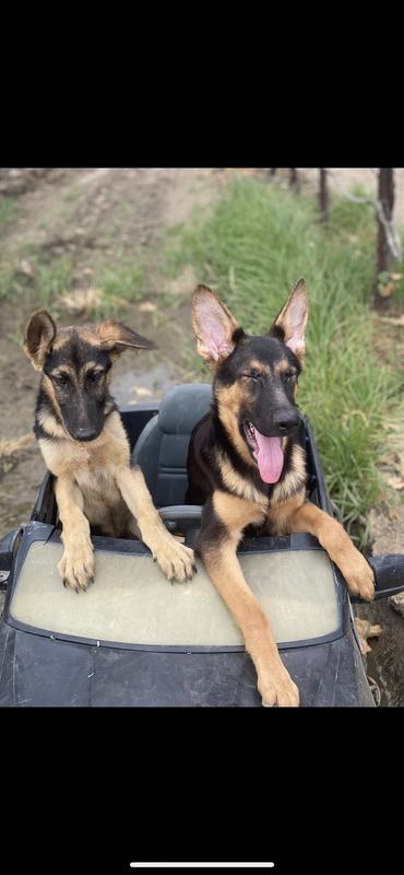 Crickett & Osa