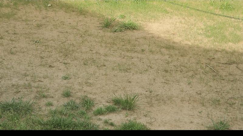 1st pic ground prep before sowing. 2nd pic 2 1/2 weeks after sowing and watering twice a day.