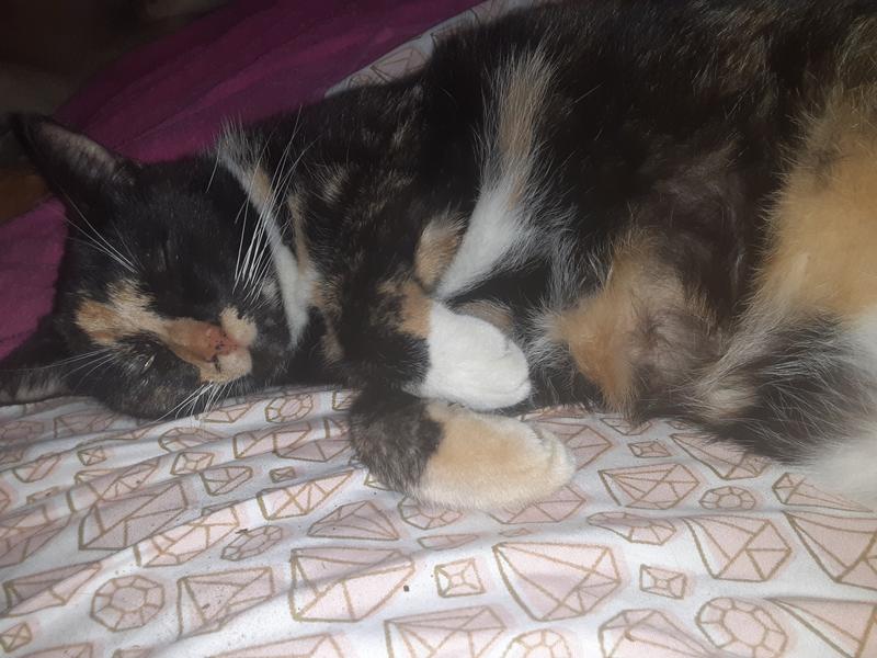 Piper