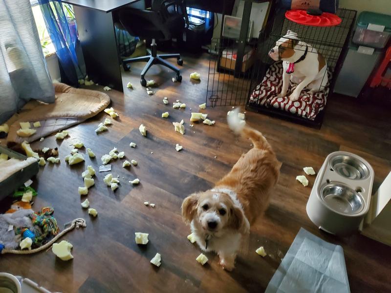 Chanel is not happy that Xena (Am. Bulldog) chewed up her bed