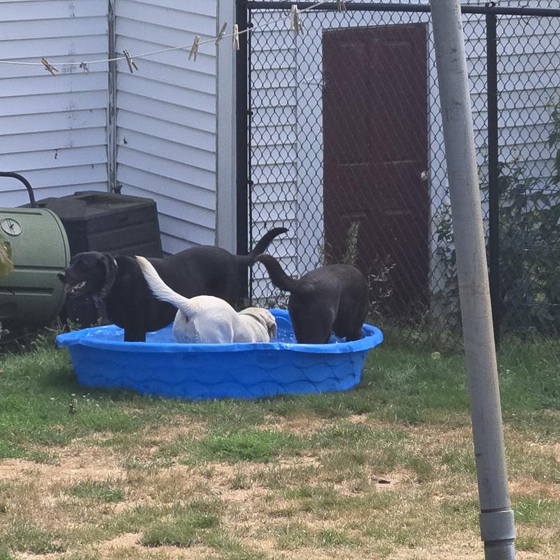 Rubadubdub, three dogs in a tub.