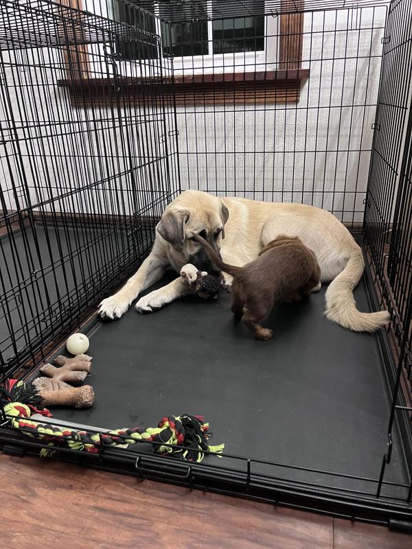 5 mo old Anatolian Sarplaninac and 3 mo old Mini Dauchsund (Laying)