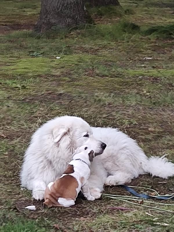 Bo relaxing is 6yr