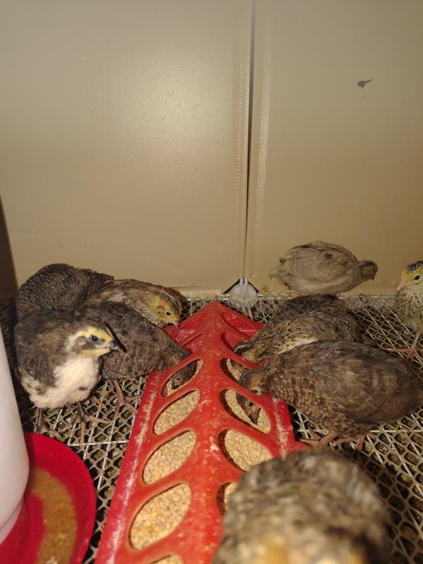Baby quail