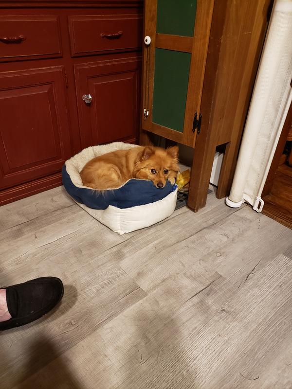 Chewy, Lincoln,  zola