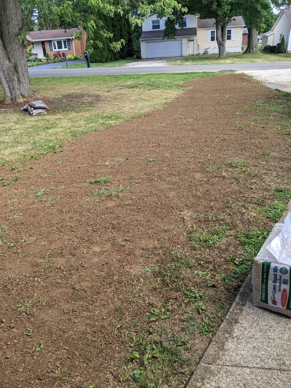 Just after tilling and then taking to level the area after sewer line replacement