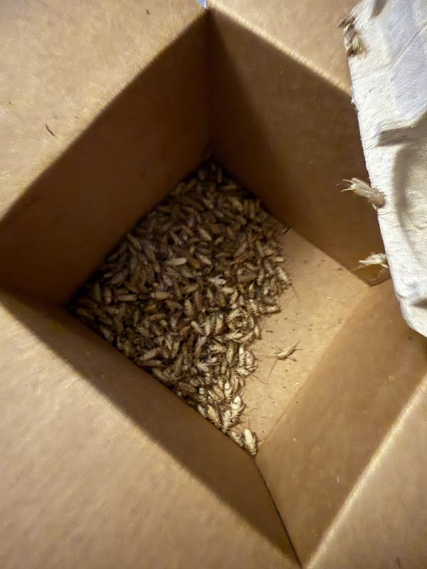 All dead box number 2