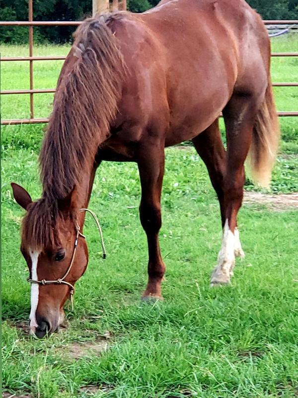 Size small for yearling "Jaxx"