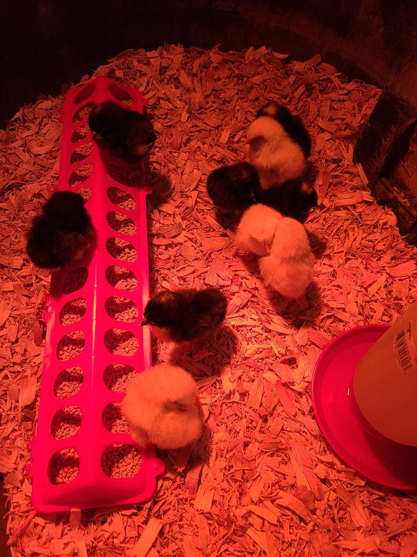 New baby Marans!