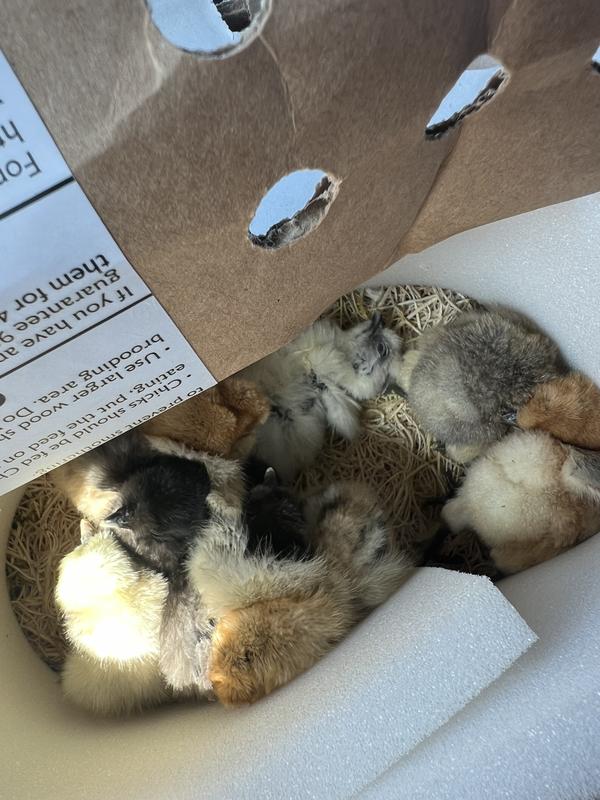 Picked up 30 minutes after they arrived and one was already dead