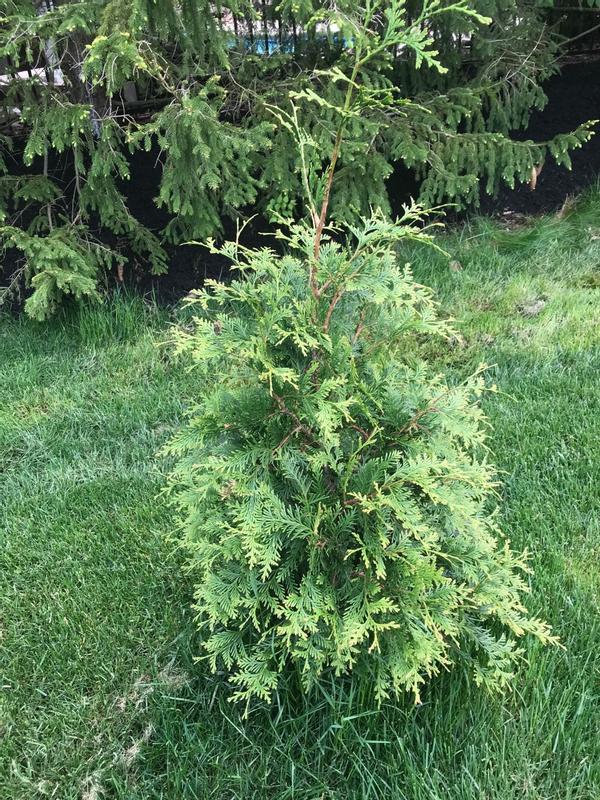 1st tree eaten by deer, second was not - doing fantastic!