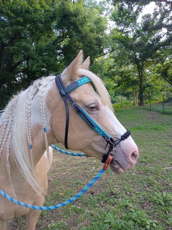 Converted to bitless NOSEBAND NOT INCLUDED IN PRODUCT.