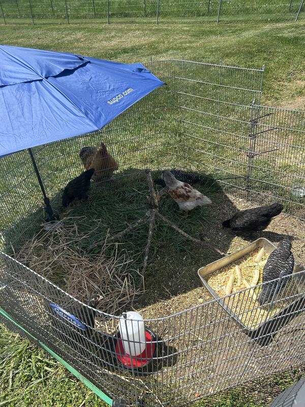 Farm Life