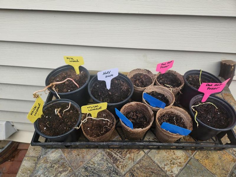 Transplanted from box in mid May