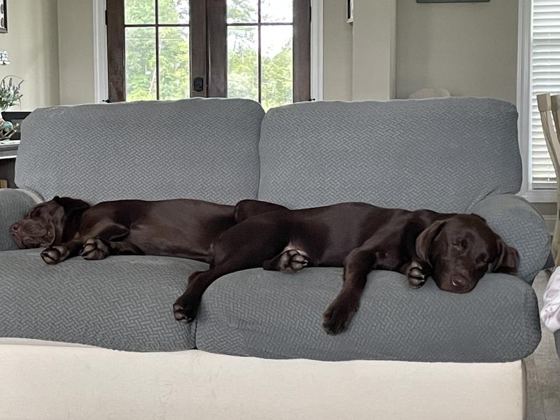 Meet Harper and Bailey.